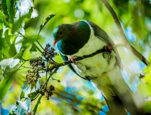 Kereru